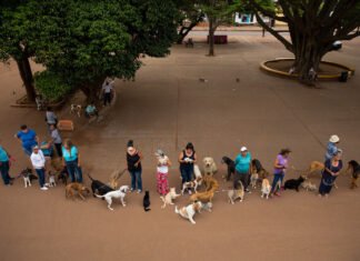 Mutirão de castração gratuito para cães e gatos em Itapetininga abre 1600 vagas Mutirão de castração gratuito para cães e gatos em Itapetininga abre 1600 vagas - llutração/ Olá Itapetininga