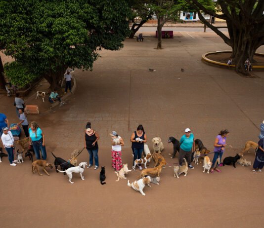 Mutirão de castração gratuito para cães e gatos em Itapetininga abre 1600 vagas - llutração/ Olá Itapetininga
