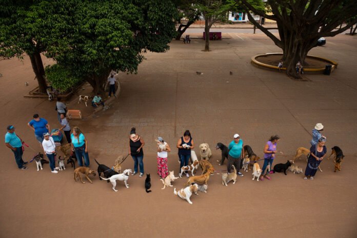 Mutirão de castração gratuito para cães e gatos em Itapetininga abre 1600 vagas - llutração/ Olá Itapetininga